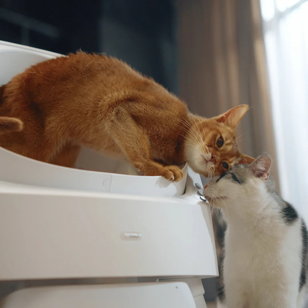 Self Cleaning Autoscoop Litterbox - Kitten Clean Pro