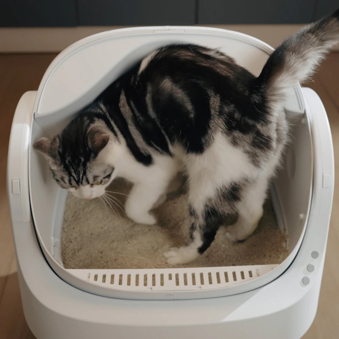 Self Cleaning Autoscoop Litterbox - Kitten Clean Pro